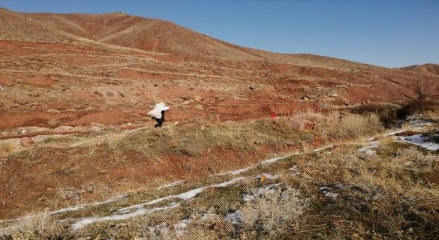 Aksaray'da hayvanlara 'güvenlik' çemberi