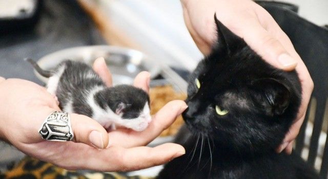 Bursa İznik&#039;te gebe kedi yavrusuyla hayata döndü
