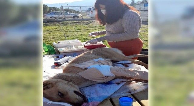 Denizli'de yaralı köpeğe Buldan Belediyesi sahip çıktı