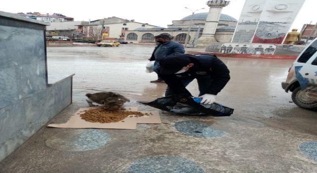 Kangal'da sokak hayvanları unutulmadı