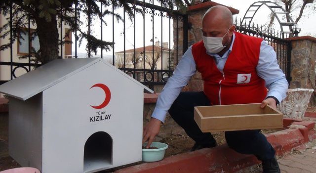 Kızılay, sokak hayvanlarına yuva yaptı