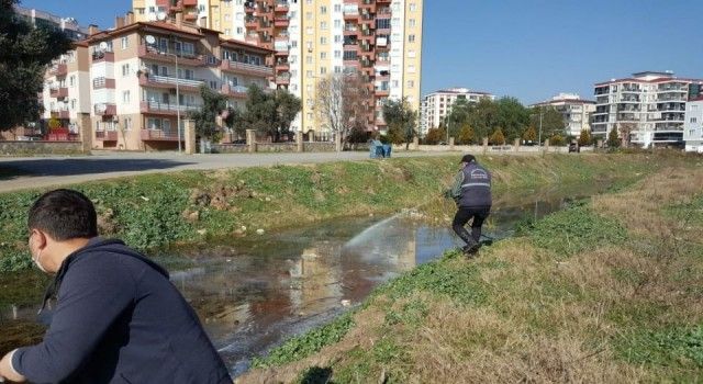 Nazilli&#039;de haşereyle mücadele başladı