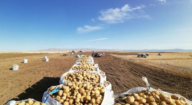 Nevşehir&#039;de patatesler depoda kaldı (Özel Haber)