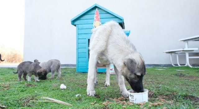 Onikişubat&#039;tan can dostlara özel barınak