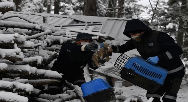 Uludağ&#039;da yavru köpekler donmaktan kurtarıldı